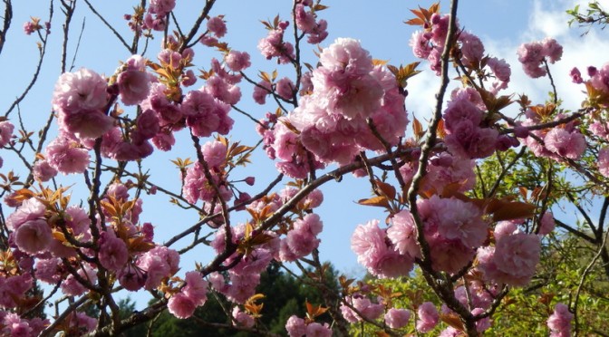 たぬきの庭で八重桜が満開です