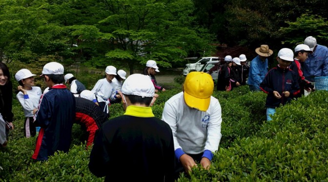 鹿野小学校の児童がたぬきの茶畑で茶摘みを体験