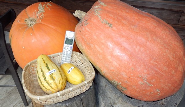 大かぼちゃ、２個で何キロでしょう？