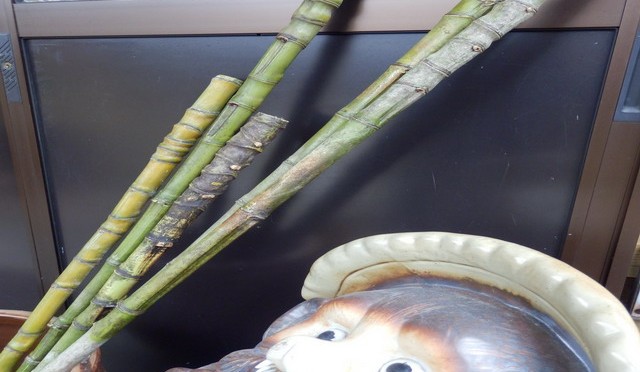 五三竹で杖を作っています（２月１３日）