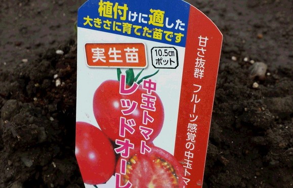 気の早いたぬきのおじさんはトマトを植え付け（４月８日）