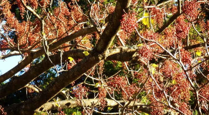 渋川の三大巨木